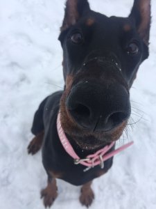 dobe5.jpg