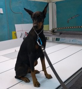 dobe4.jpg