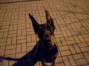 dobe1.jpg