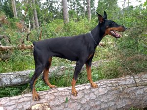 dobe2.jpg