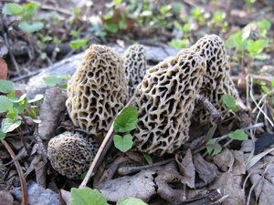 1280px-White_Morel_IMG_0399.jpeg