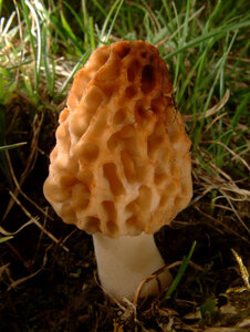 Morchella_esculenta_08.jpg