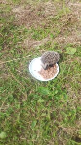 IMG-20190715-WA0000.jpg