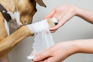 body-part-of-a-dog_145134-59.jpg
